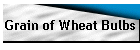 Grain of Wheat Bulbs