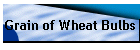 Grain of Wheat Bulbs